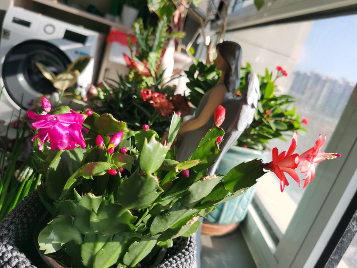 花都开好了歌词 花都开好了歌词she 今日头条娱乐新闻网