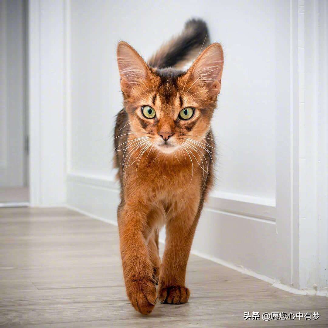 猫吐出黄色的水是什么原因？如何预防？应该吃什么药吗？