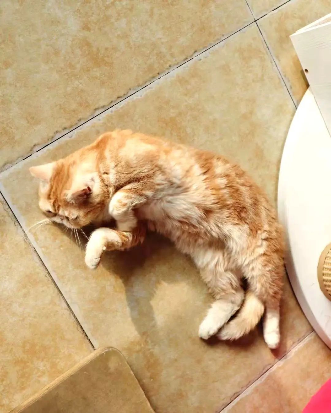 我可是拥有“三岁画老”天赋的小猫咪