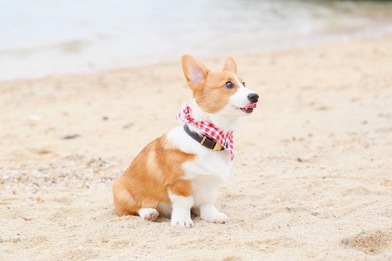 柯基犬的优缺点，看完以后，再决定养不养