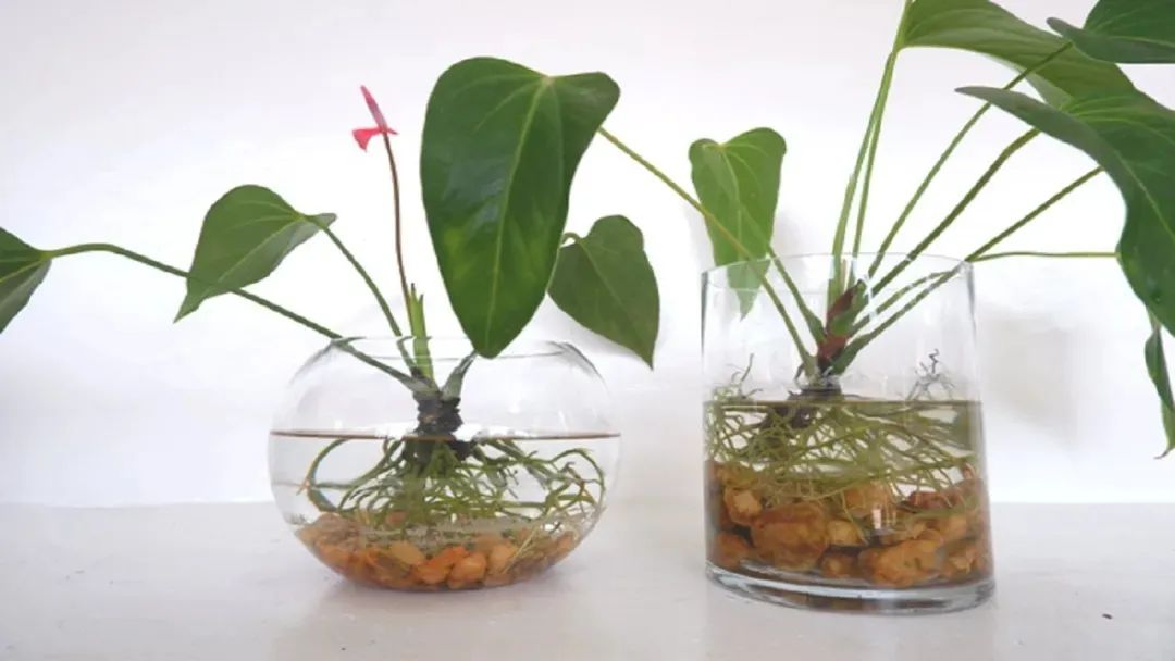 适合养在办公室桌面上的水培观赏植物，定期加水就可以生长旺盛