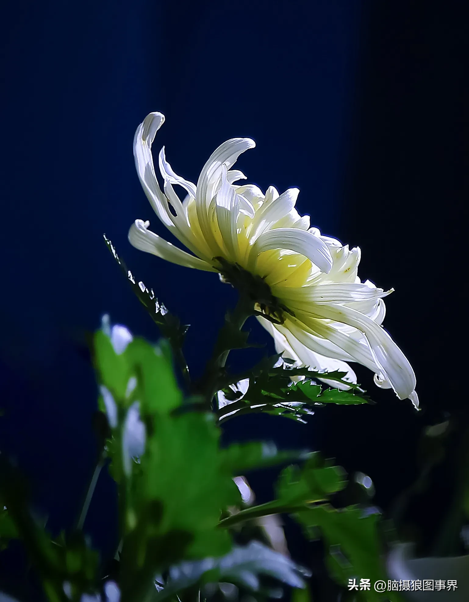 照片背景如何弱化(如何有效弱化照片的背景，让主体元素更加突出醒目？有5种方法)