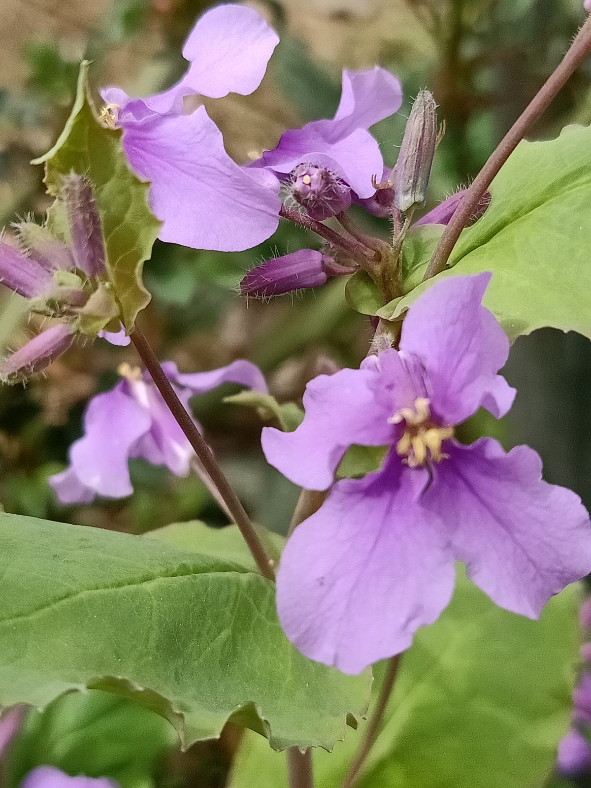 春天常见的花（春天路边爆开花常见的30种花）