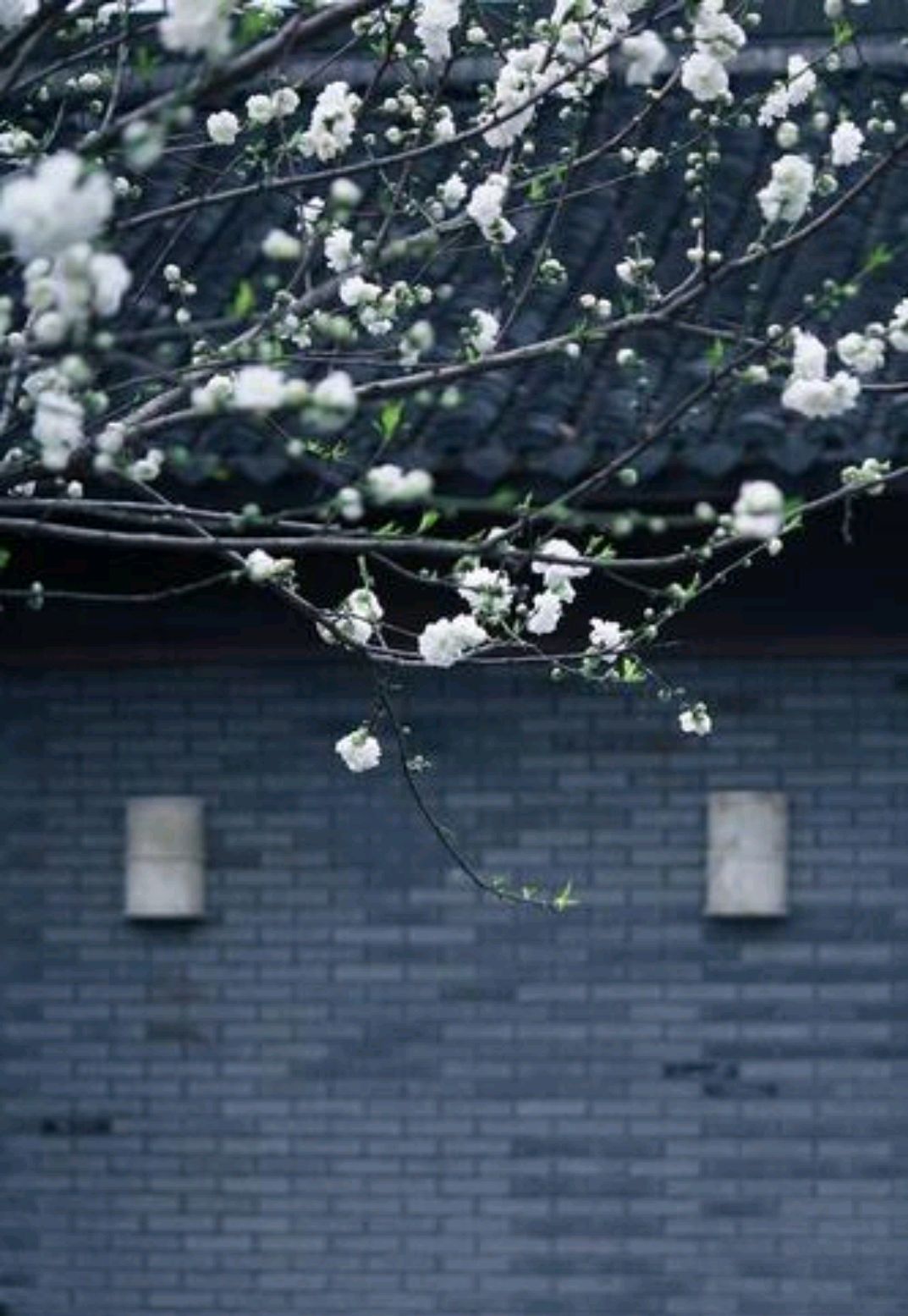 散文:春天,一半明媚,一半忧伤