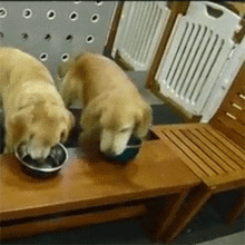 公狗和母狗，区别就在这5点，一看就很明显