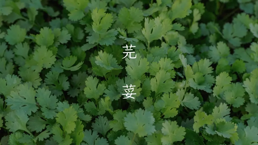 免费商用！台湾省首套硬笔楷书体“香菜”，设计师：太香了