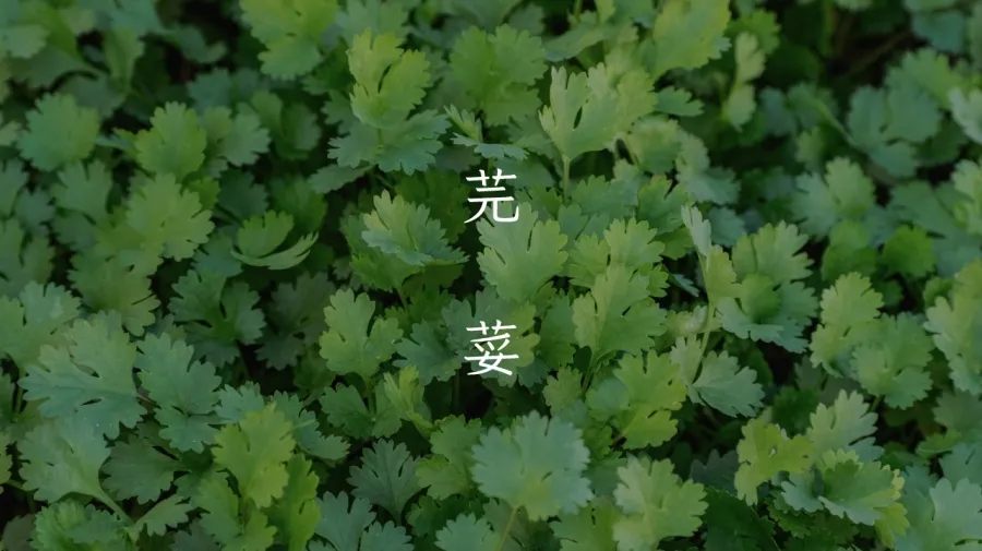 免费商用!台湾省首套硬笔楷书体“香菜”,设计师:太香了