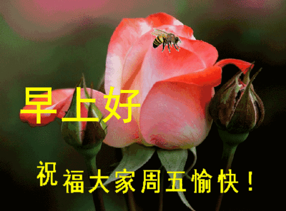 感恩节清晨最新早安暖心祝福语句 谢谢你出现在我的生命里图片