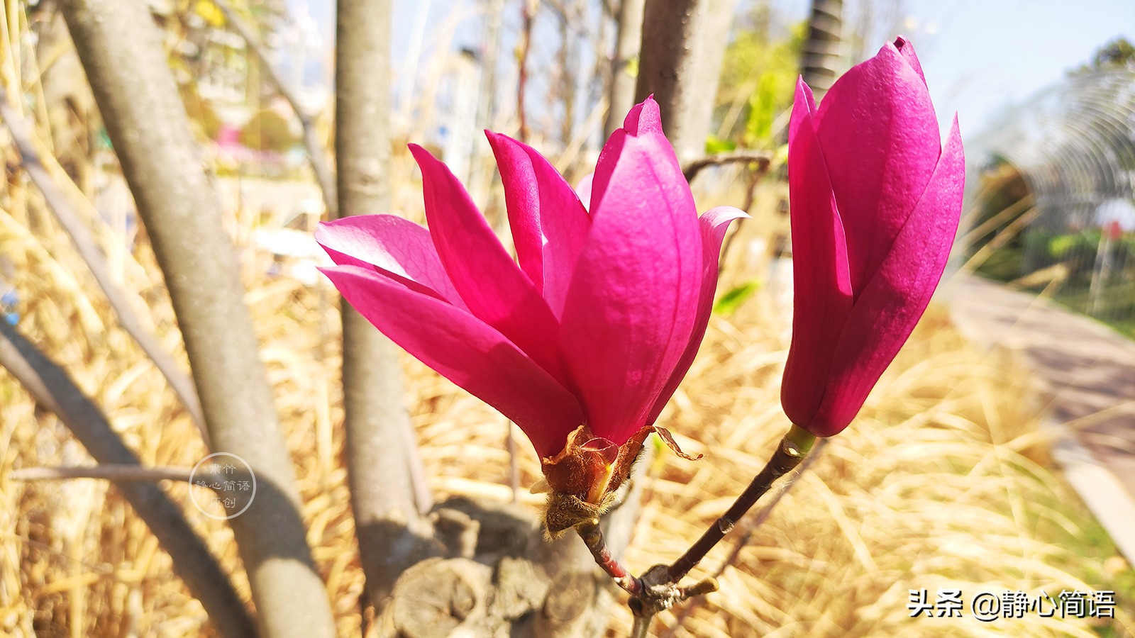 你是我心头柔软的风，吹过岁岁年年的花落花开