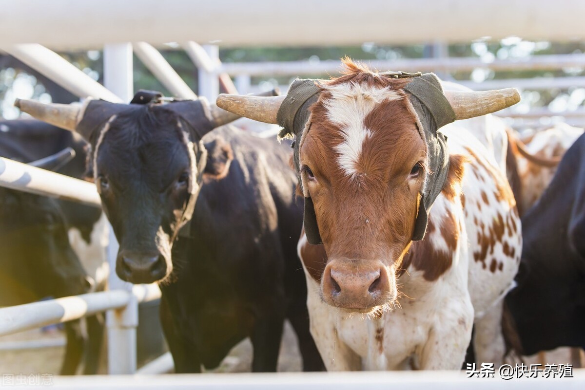 牛犊掉价至8000元一头，现在入行养牛能赚钱吗？