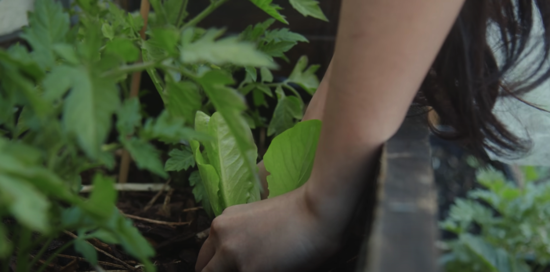 二胎妈妈改造8㎡阳台种20多种蔬菜，看了这个，我疫情还要抢菜？