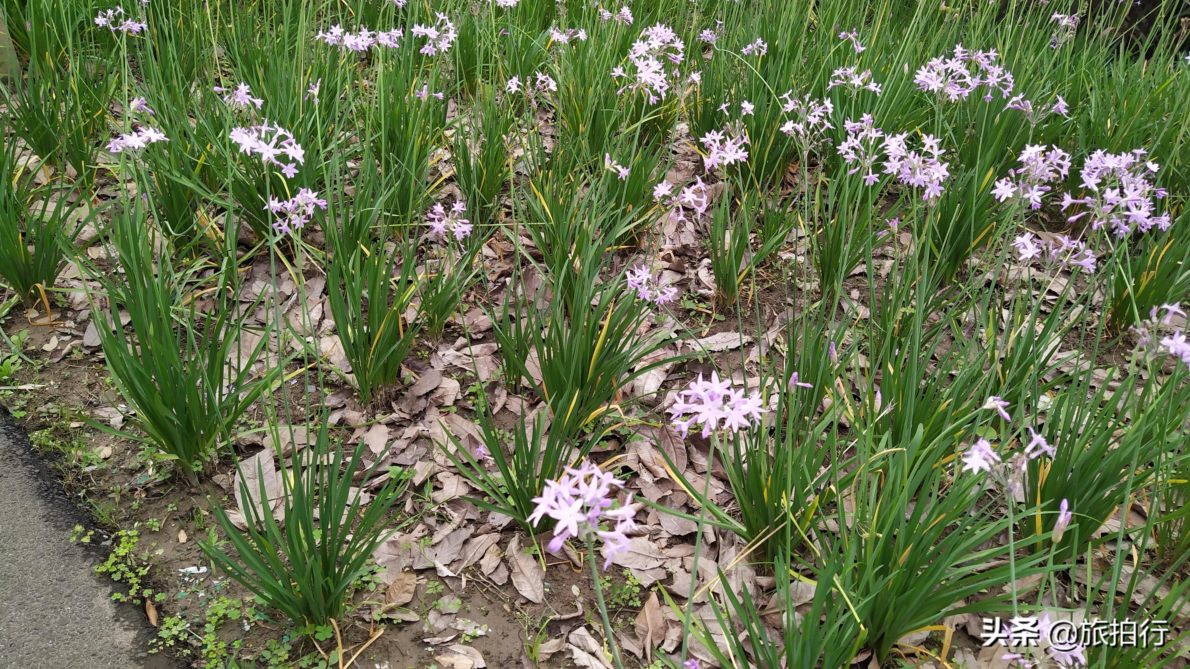 紫娇花 花朵紫粉 叶子似韭菜 天天看点
