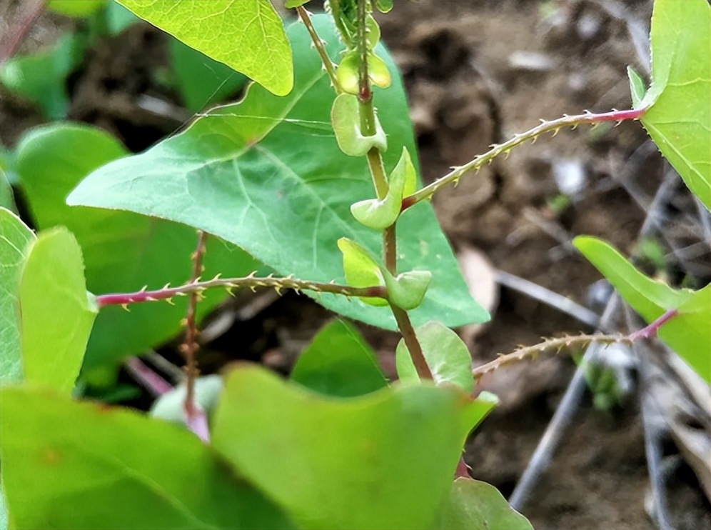 名字古怪的"杠板归",还有6种奇怪的用途,了解一下不吃亏