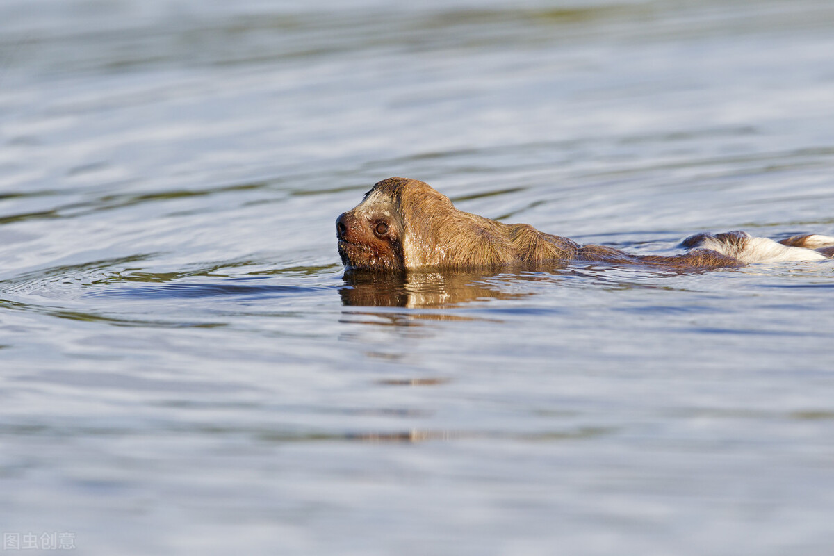 树獭和树懒一种动物吗 树懒就是考拉吗-诚智百科网