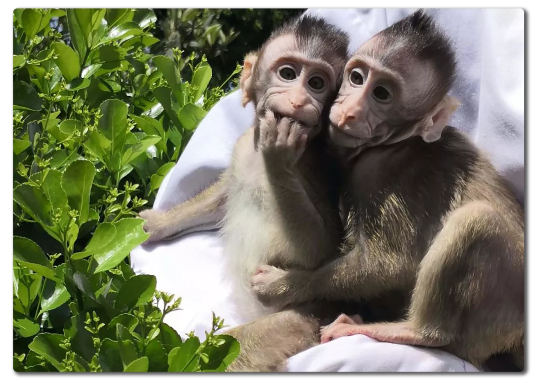 蒲慕明：想成为世界科技强国，就要走人家没走过的路