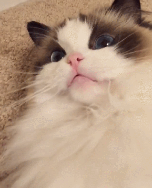 最乖的和最调皮的猫，没有对比就没有伤害，你家猫咪上榜了吗？