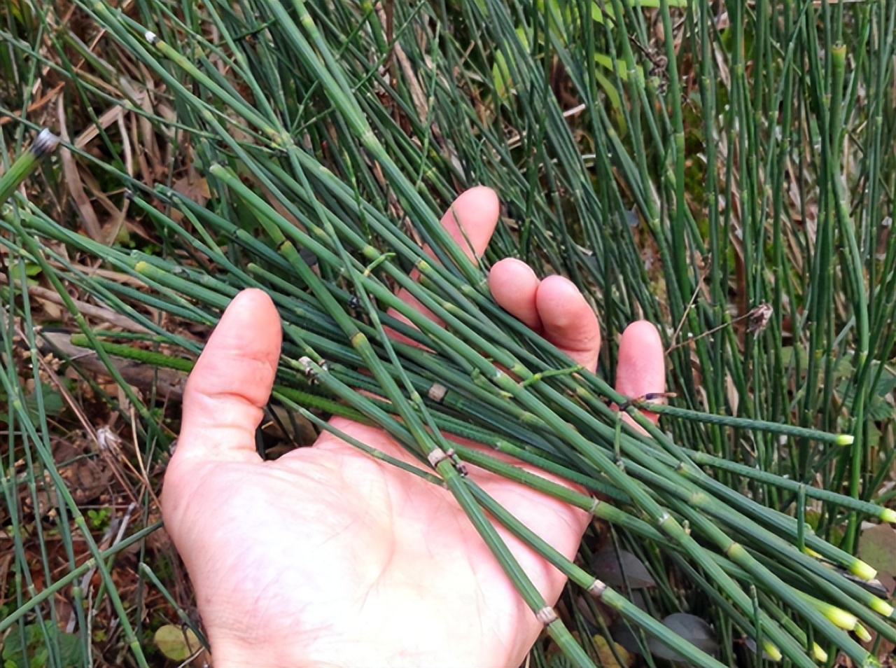 节节草是什么?医生:老年人用它泡脚,或可以解决多年"老问题"