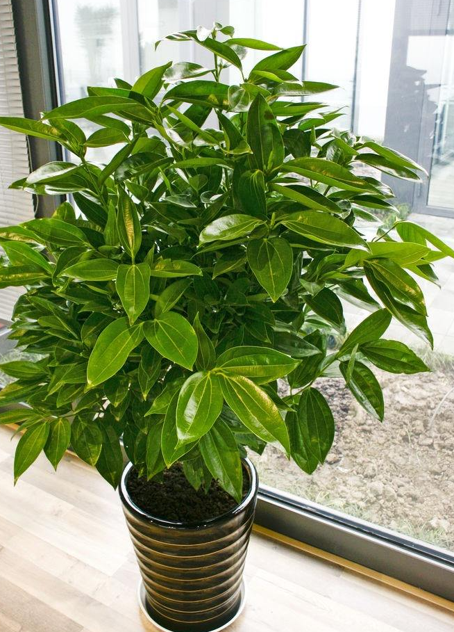 6种"吉利花",惧怕晒太阳,阴凉处长得旺,植株大气,旺家旺人
