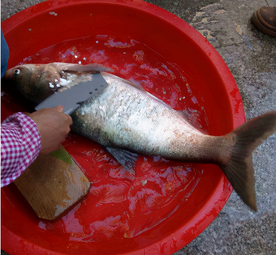 曾风光无限的鲢鱼，在农村是年货必备，如今成廉价鱼5元1斤少人买