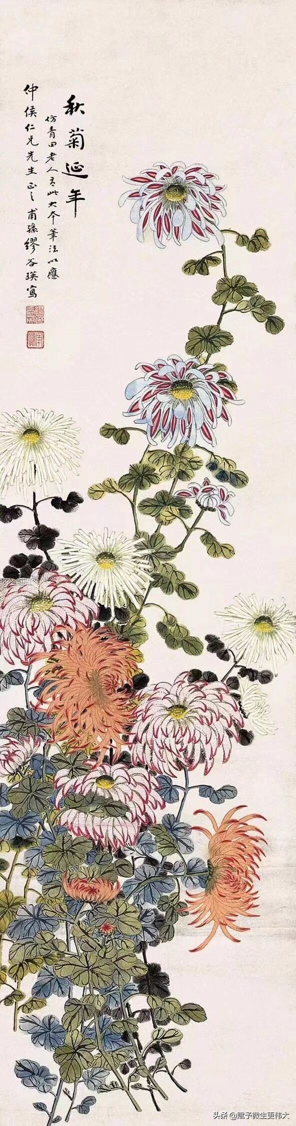 临九菊——故乡篱下菊 今日几花开