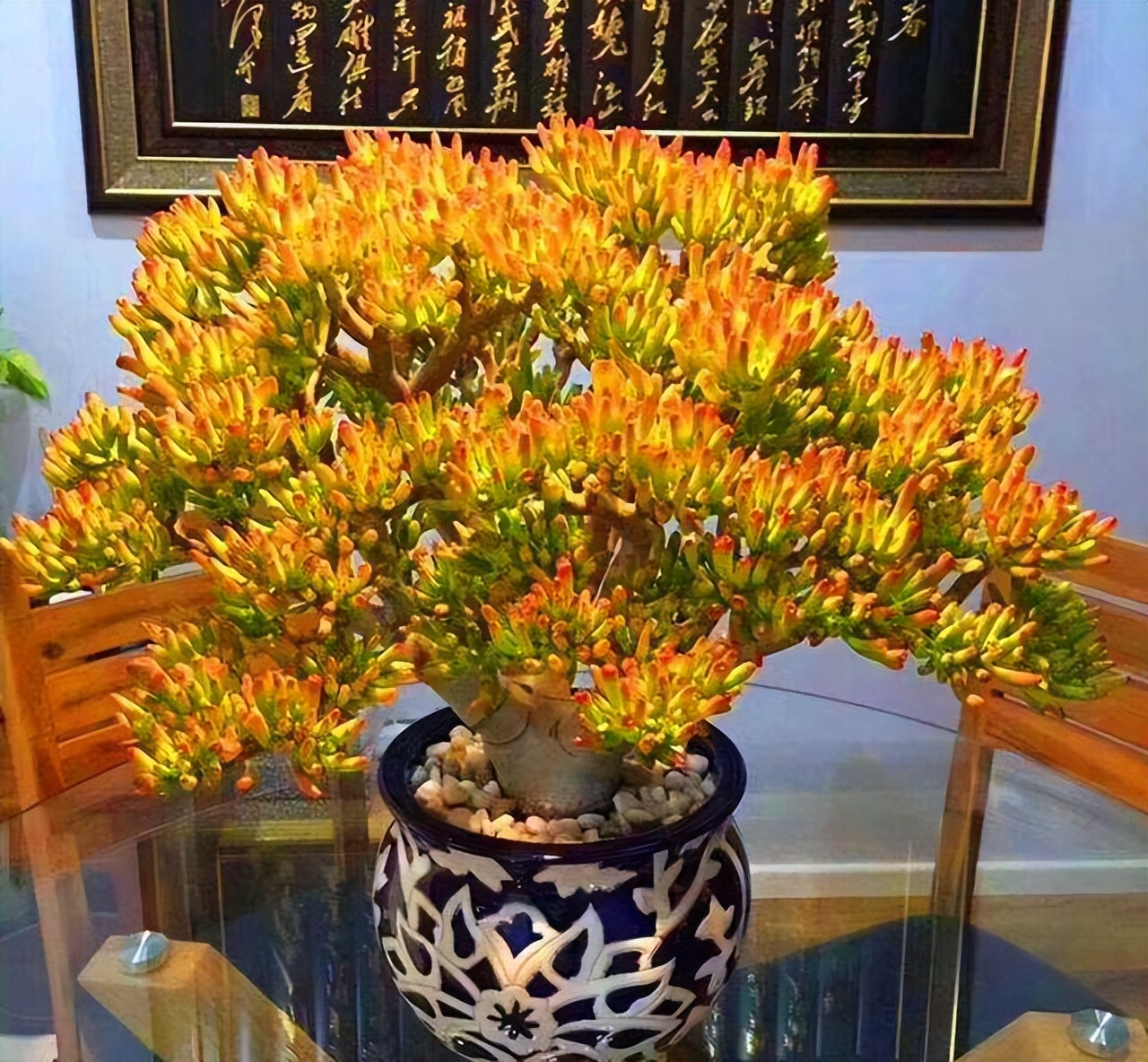 吸财树在夏天也能生长,但是它也不能强光暴晒,室内养护,建议放在光线