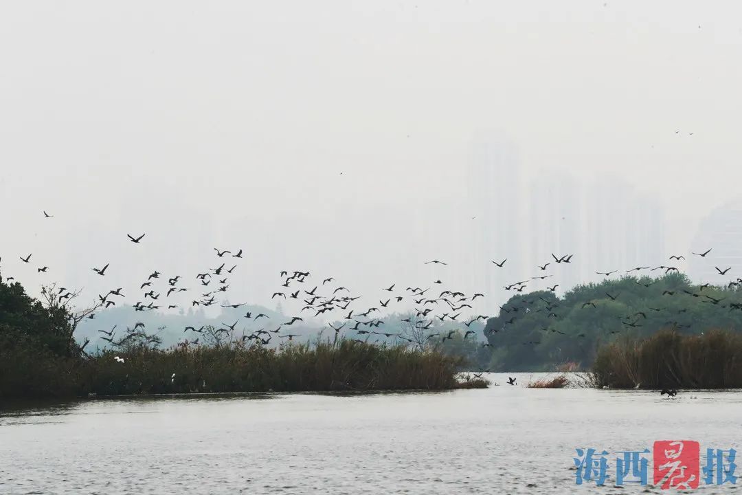 时间不多了！鸬鹚即将离厦北上，赏景观鸟请抓紧