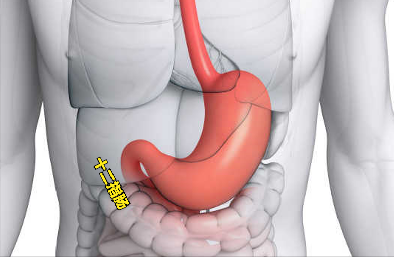 由简入繁，一步步还原“胃”最真实的样子！包括胃的常见疾病