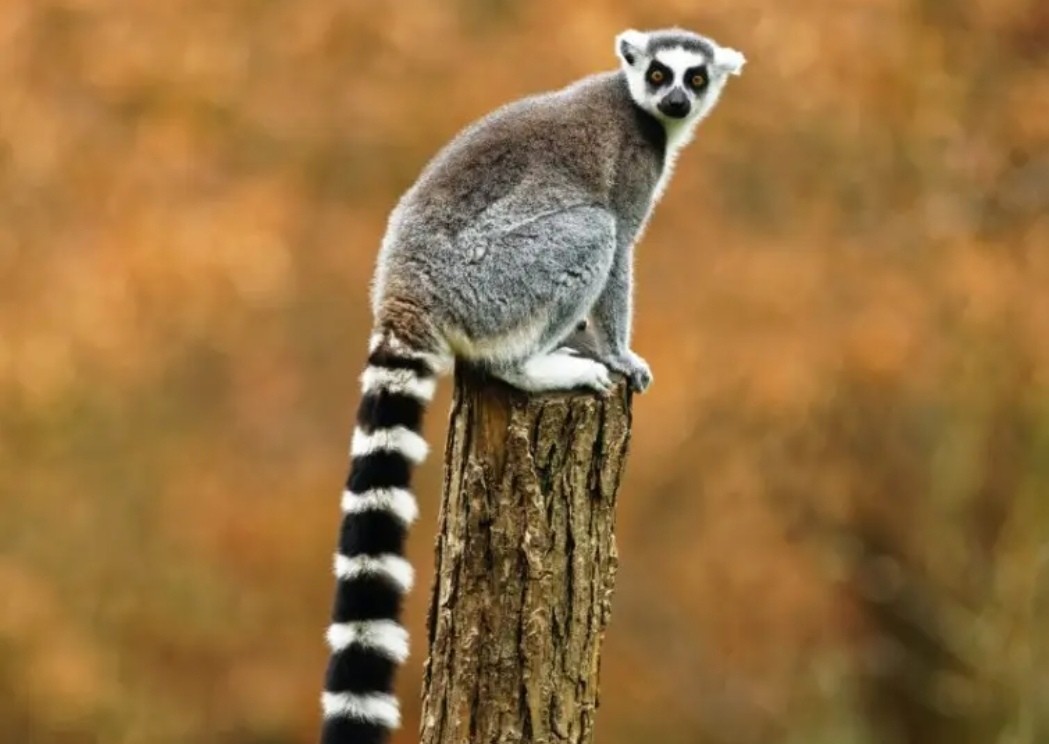 马达加斯加动物种类图片