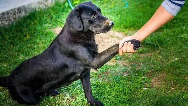 再见爱犬，人狗俱欢；洒泪相别，不忍回看；你若安好，永不相见