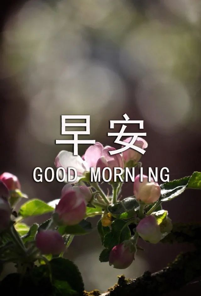 微信精选最美早上好动态图片带字 祝福早早来到 愿你一天好心情图片