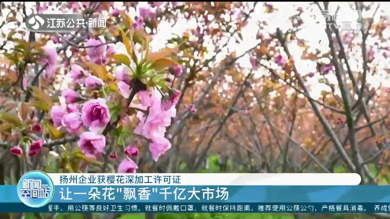 让一朵花“飘香”千亿大市场 江苏一扬州企业获樱花深加工许可证