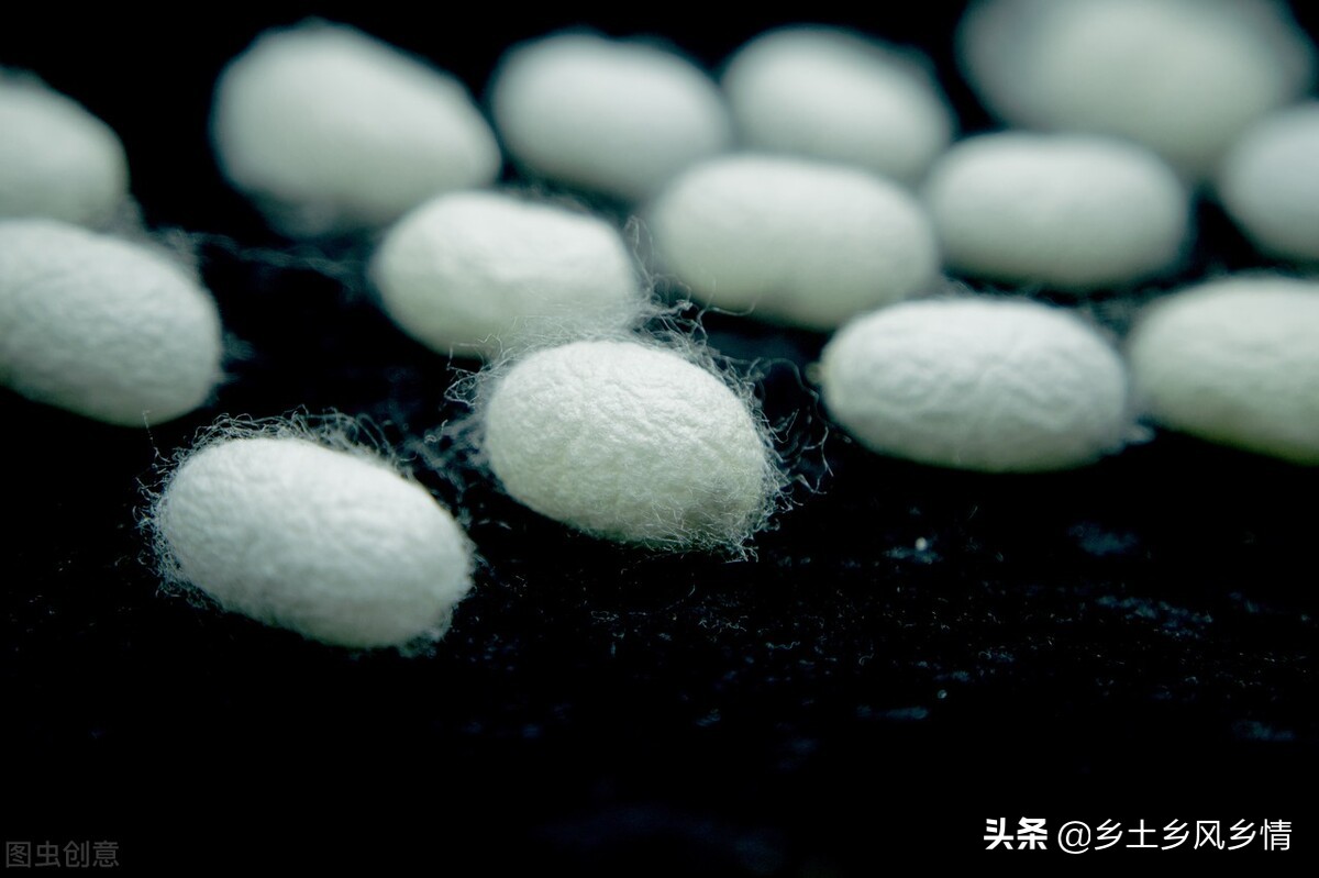 蚕结茧后几天蚕蛾从茧中钻出来（蚕的生长过程）