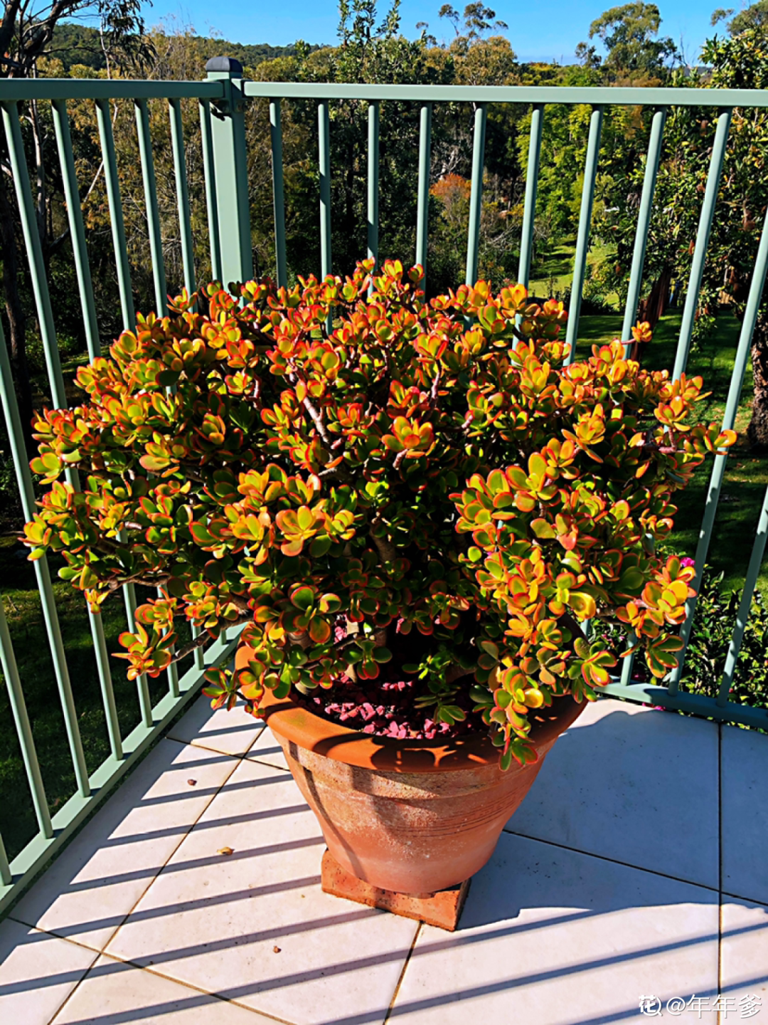 富贵竹开花吗(富贵竹开花什么预兆)