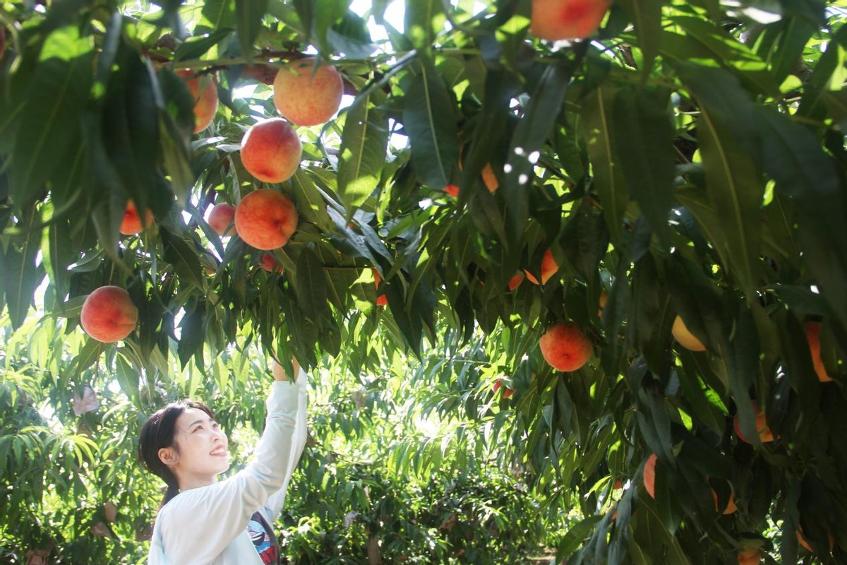 唐山市丰润区泉河头镇：桃子熟 采摘忙