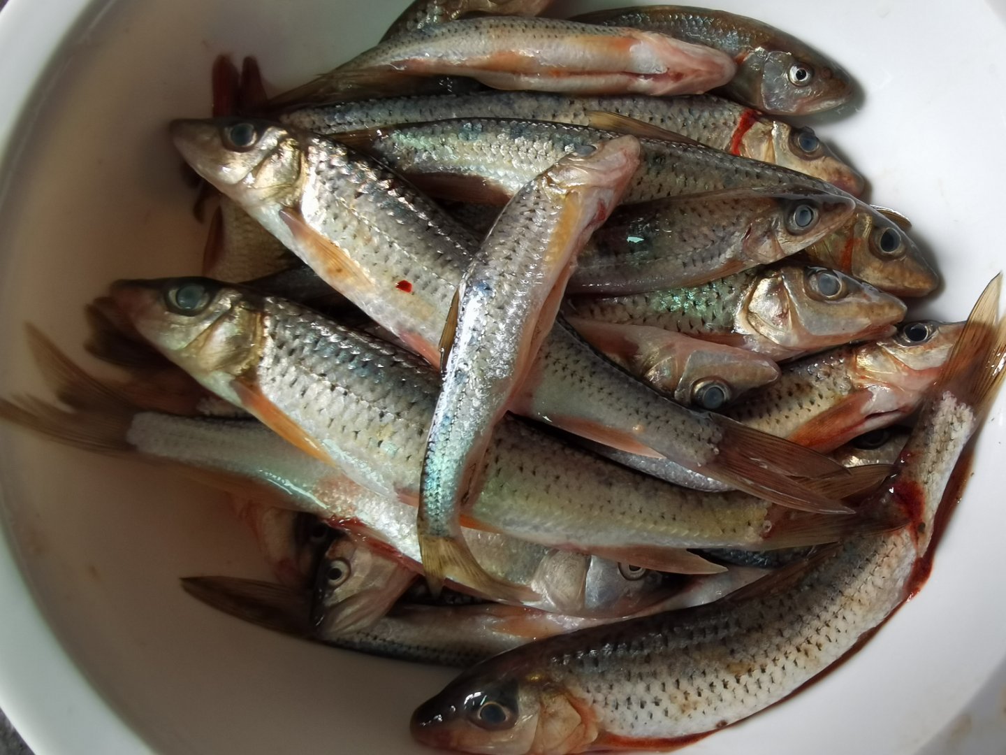 降温后这几种鱼狂口!钓个几斤很轻松,小爆护那也不难