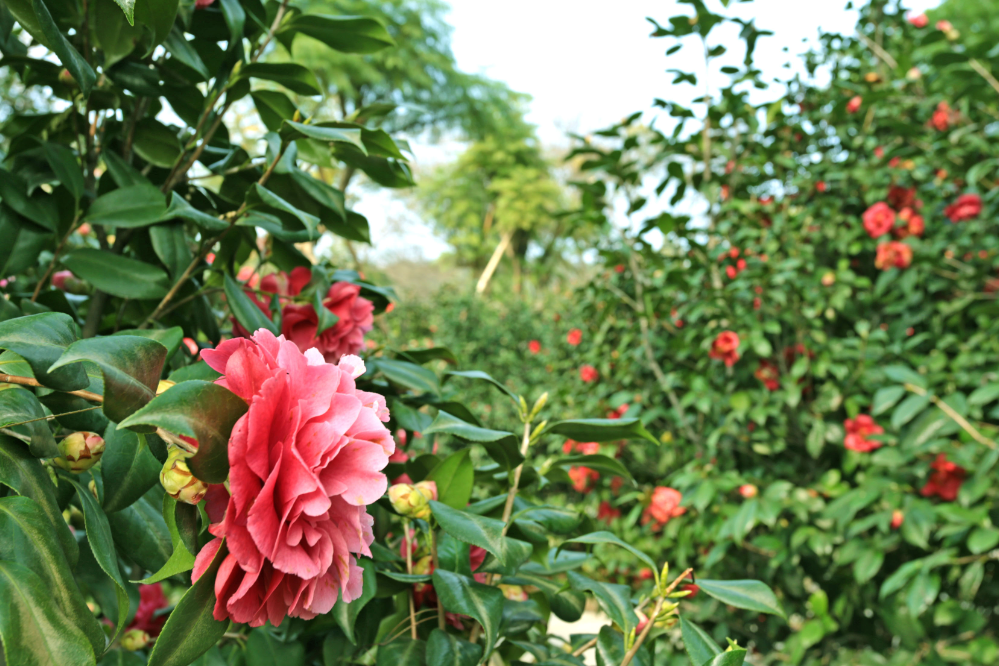粳花瓣酒的酿造过程与生化表征
