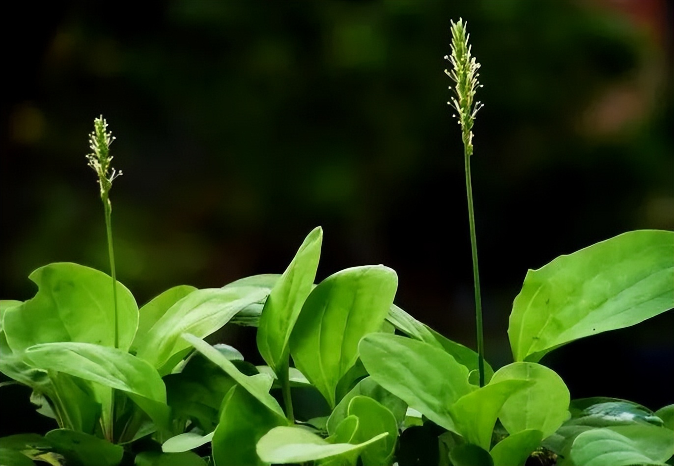 蒲公英、車前草、魚腥草等野菜味道清新可口，這樣吃還有獨特的藥用價值