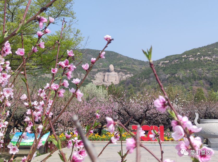 承“蒙”厚爱，繁花与共