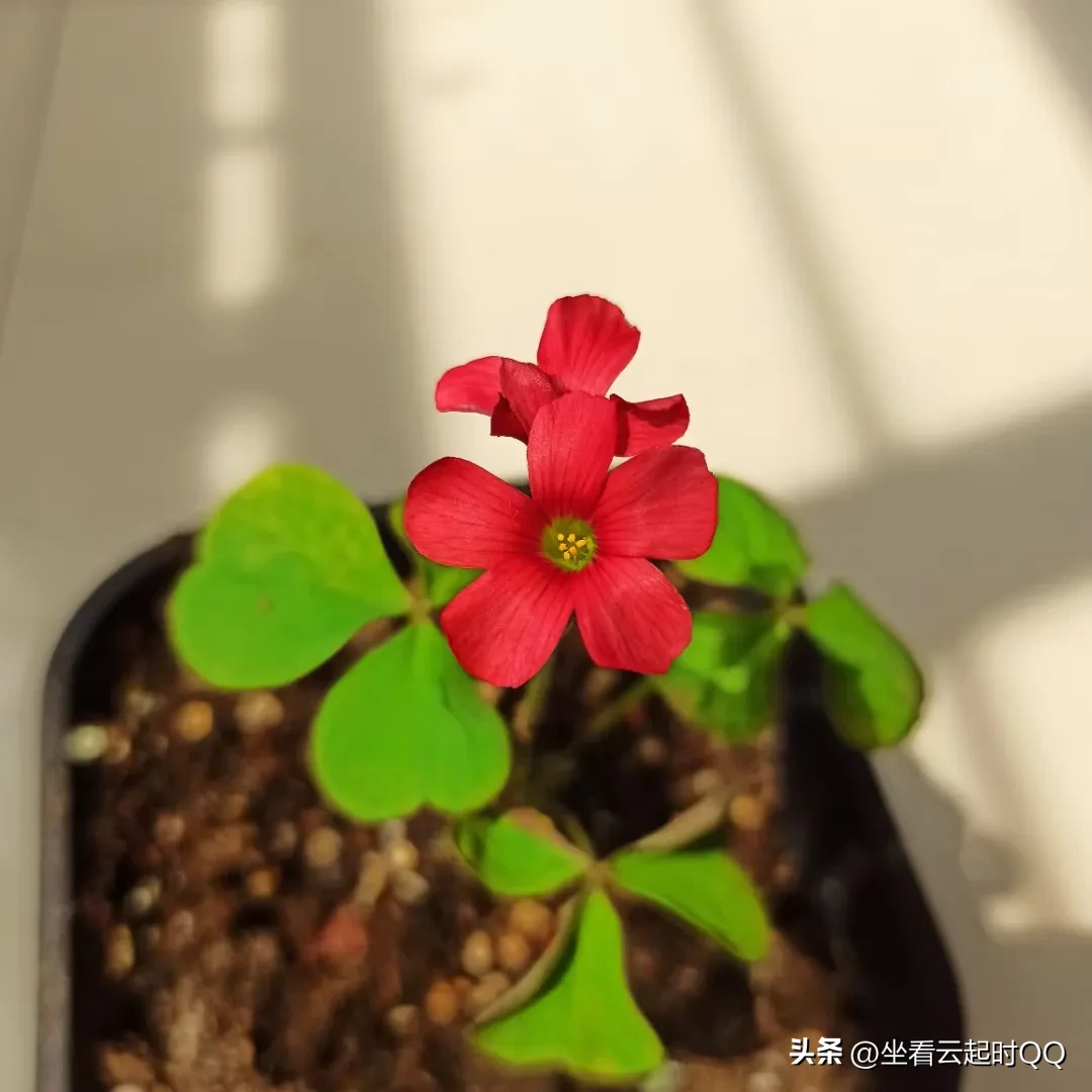 昨天上课把我乐死了，真正是累并快乐着！偷笑偷笑