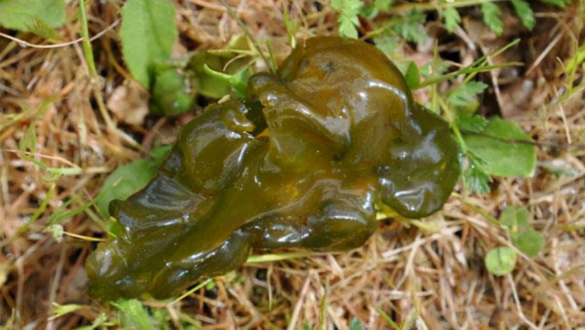 雷公屎有多少种名称?很多地区已经消失,价格攀升,捡到就是赚到