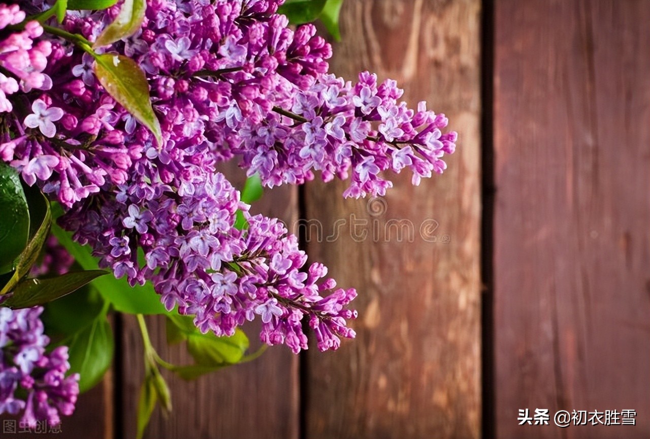 晚春丁香美诗六首：紫花何太媚，香沉烟雨寒，丁香从小结