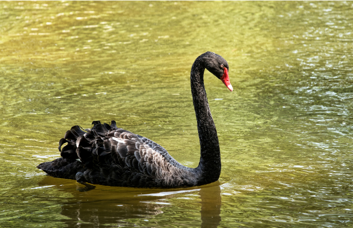 南京高校体育生下湖游泳，被湖中的黑天鹅“暴揍”，毫无还手之力