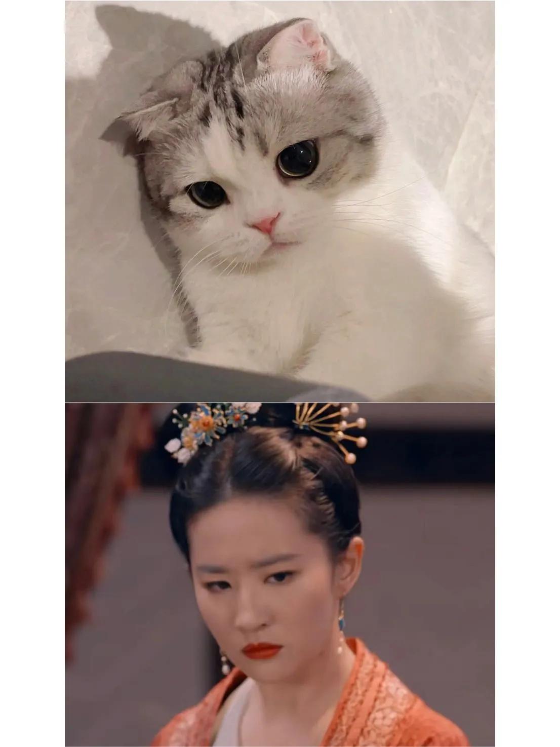 猫跟#刘亦菲撞脸了#梦华录#