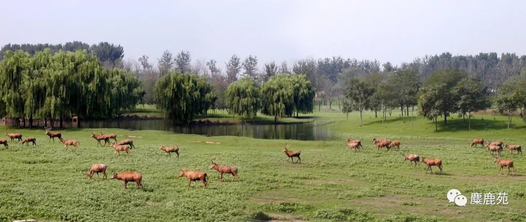 招聘摄影师的要求（北京南海子麋鹿苑博物馆摄影志愿者招募通知）