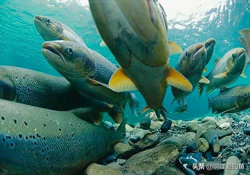 大马哈鱼,又称:大麻哈鱼,北鳟鱼,大发哈鱼,罗锅鱼,马哈鱼,麻糕鱼,麻哈