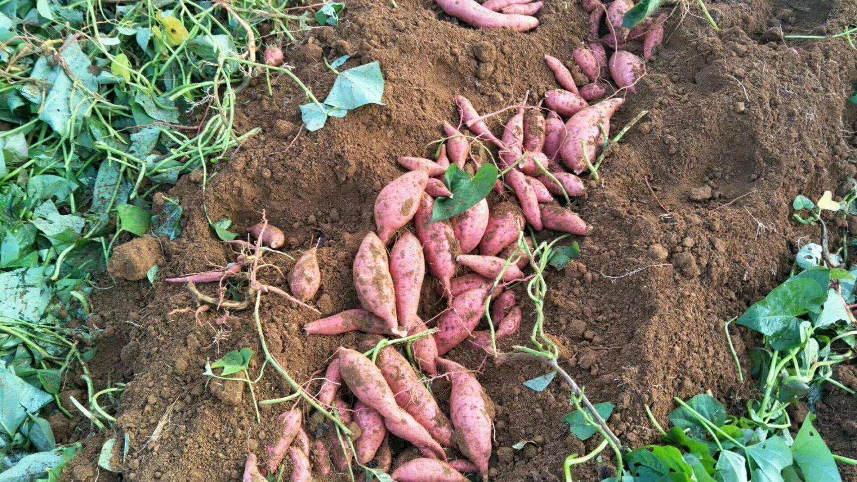 种红薯用什么肥料做底肥（红薯种植施肥方案介绍）