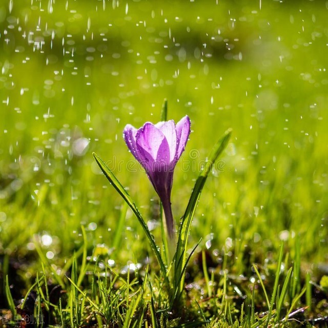 春天的话语，嫩芽、新绿、垂柳、青草、细雨、和风迎春意