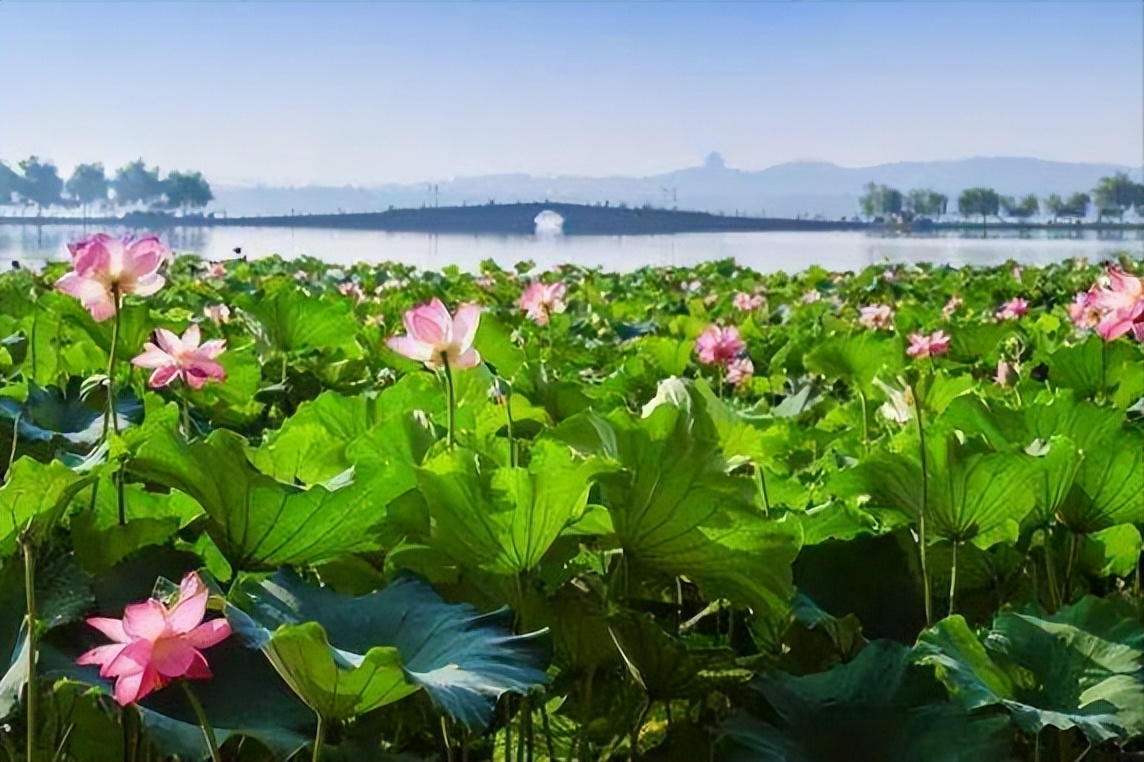 30首唯美荷花诗词，让诗意的荷花给你带来夏日的美好
