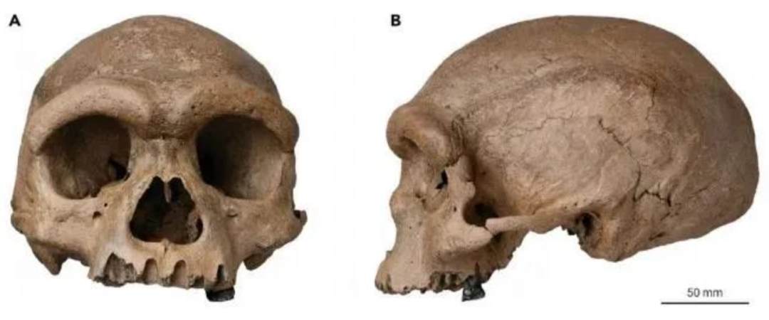 原始人进化图片(我们的祖先真的来自于非洲吗) - 赤虎壹号