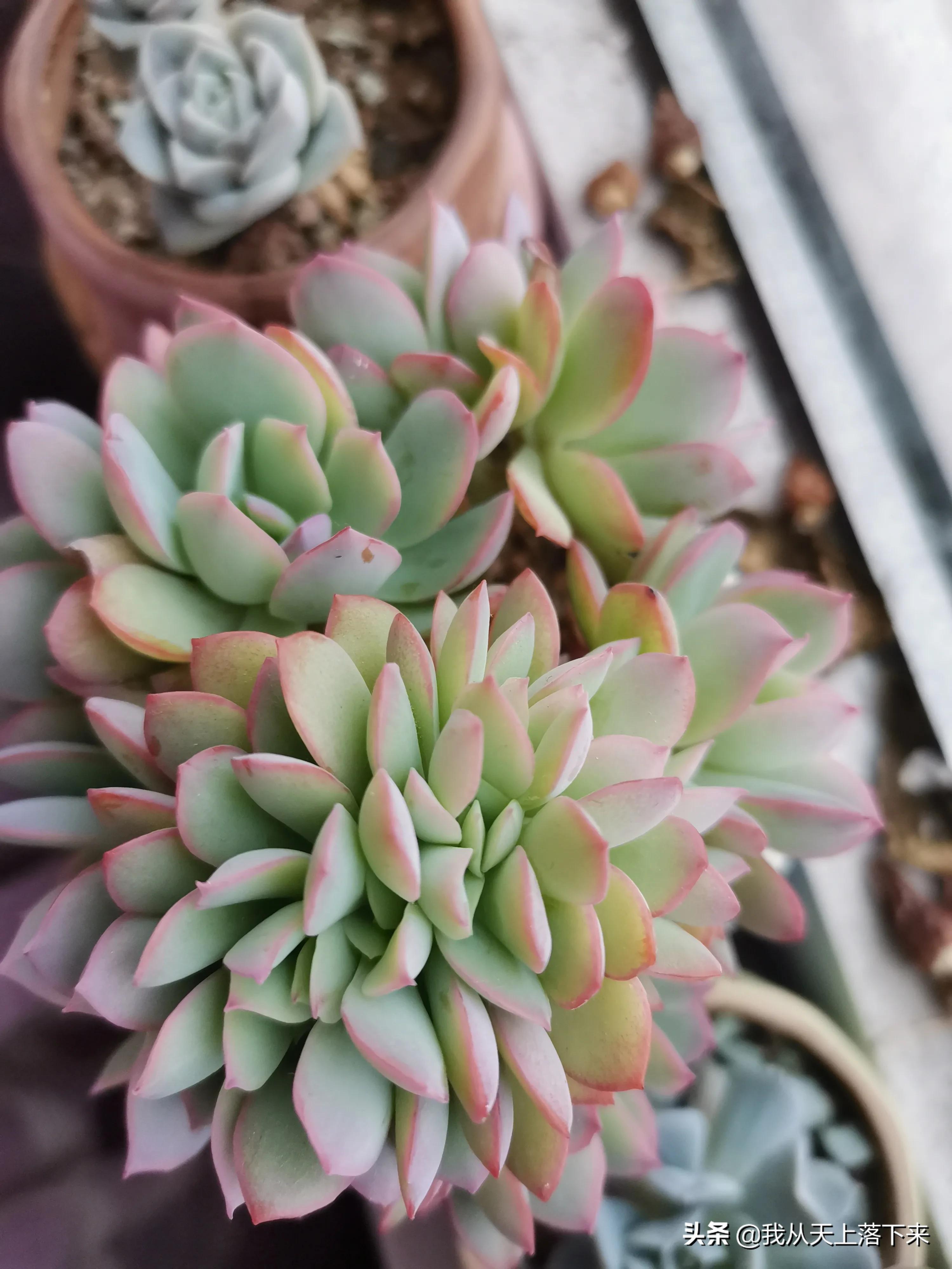 绮罗多肉品种是很容易出现缀化的多肉.